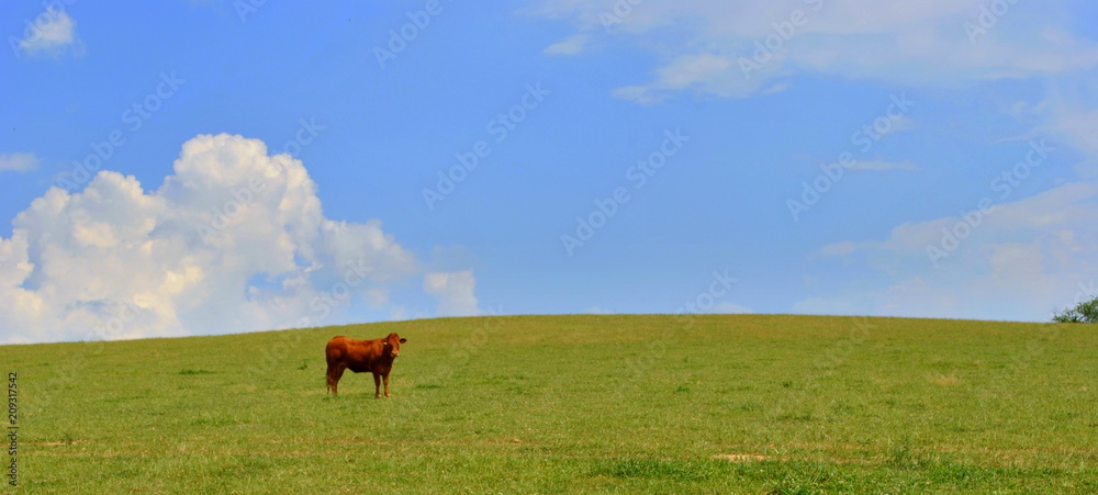 Naklejka premium Krowa na pastwisku