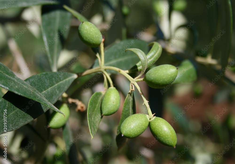 Young small green olives growing on the branch of an olive tree