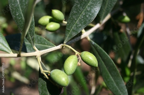 Young small green olives growing on the branch of an olive tree