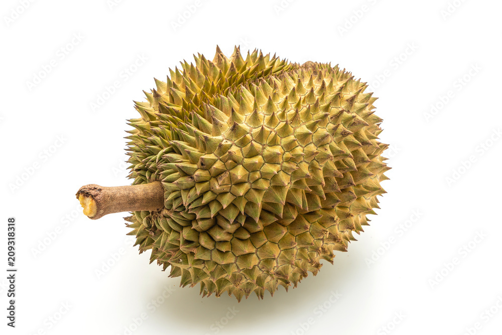 Fresh Durian Fruit Fresh Durian Fruit