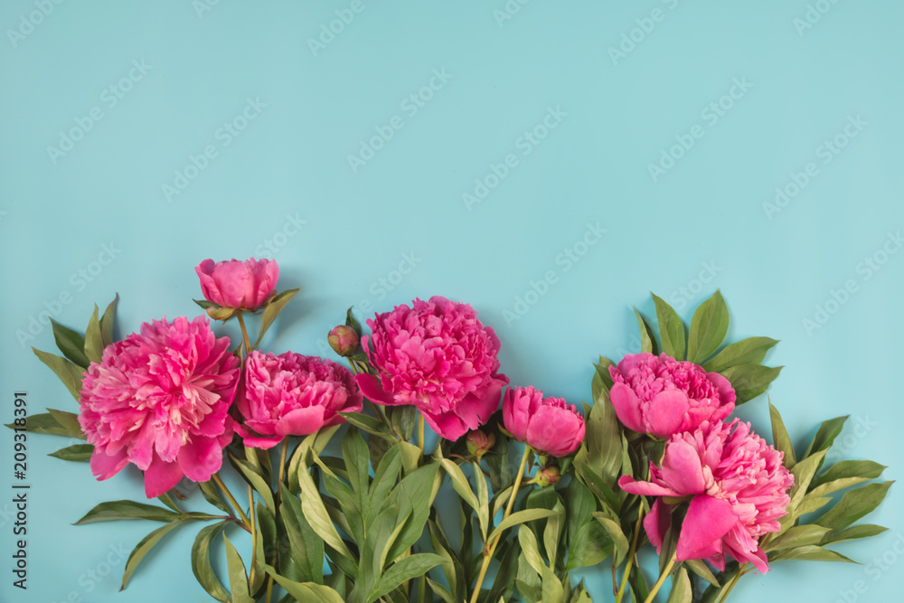 Bouquet of beautiful pink peony flowers as frame on punchy pastel blue. Copy space. Top view. Flat lay.