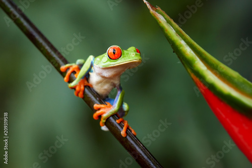 Obraz na płótnie Agalychnis callidryas,tropical Red-eyed tree frog, non-toxic,colorful arboreal f