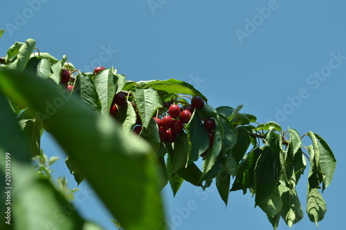 cherries