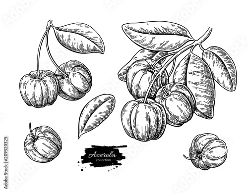 Acerola fruit vector drawing set. Barbados cherry sketch. Vintage engraved illustration of superfood.