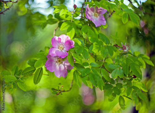 Hips  wild Rose  flowers with leaves on a blurred background and bokeh