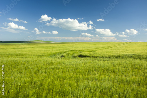 Large barley field and wheel marks © darekb22