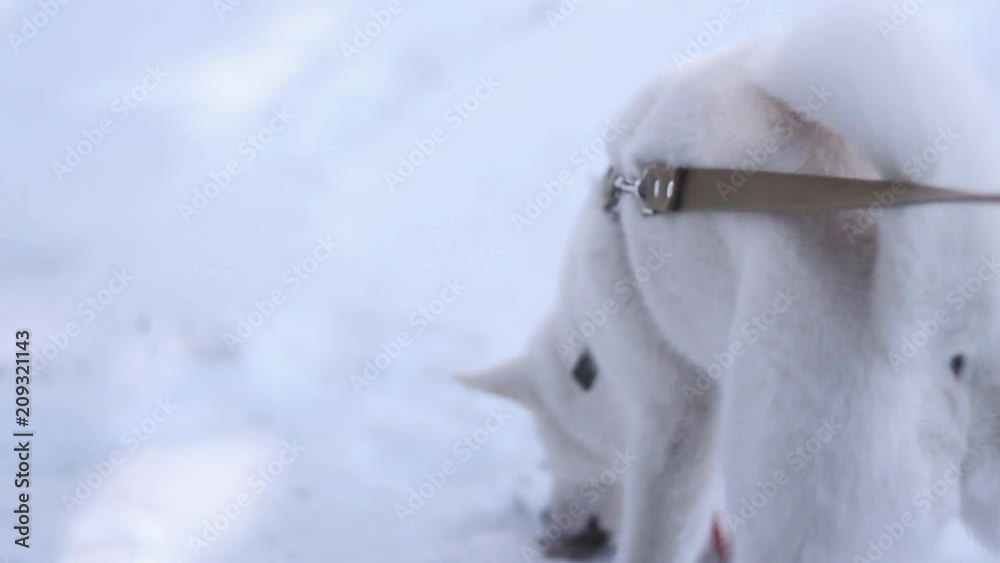 white husky walking in snowy forest white husky walking in snowy forest