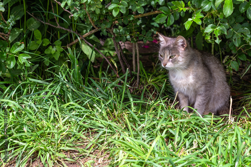 kitten under the Bush kitten under the Bush