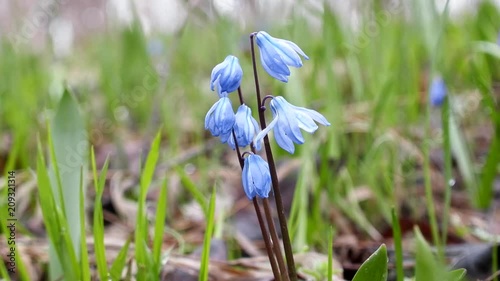 Spring flowers, first flowering, ephemeroid, bulbiferous plant. Sibirian squill, mercury (Scilla siberica). Snowdrops on Black sea coast of Caucasus. Cropping object, perennial plant, forest plant
 photo