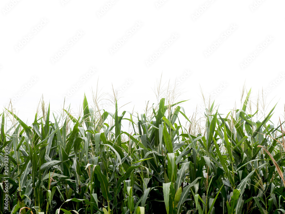Fototapeta premium corn field