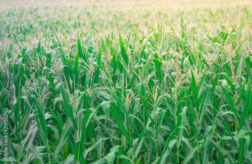 corn field