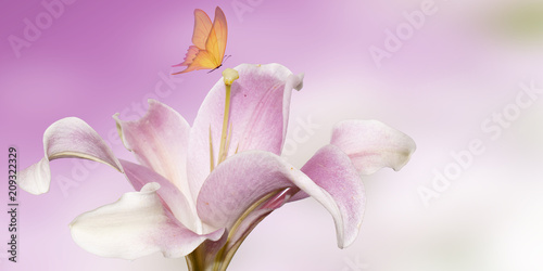 pink lily with butterfly