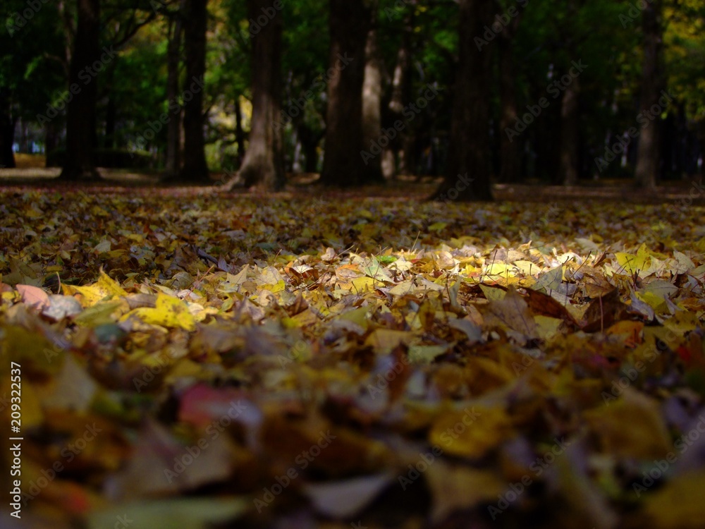 fallen leaves forest