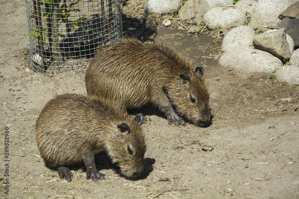 Two young Capybars sitting on the ground Two young Capybars sitting on the ground
