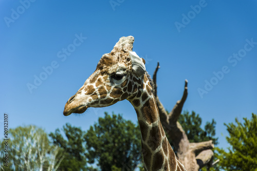 Fototapeta Naklejka Na Ścianę i Meble -  Giraffe head in profile