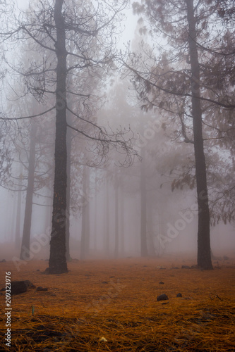 Pine forest in fog