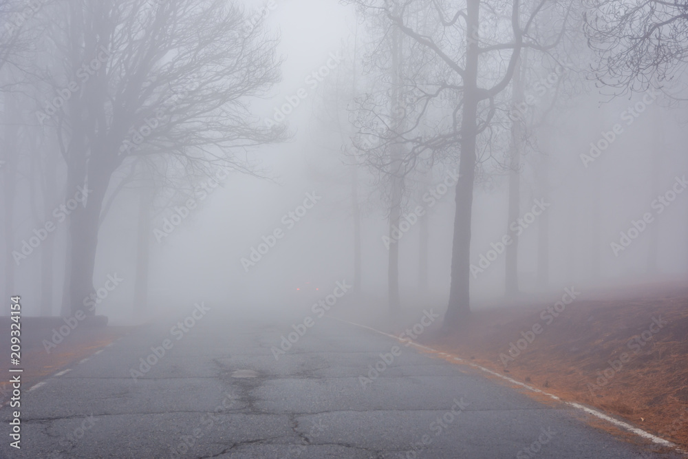 Road thru pine forest in fog