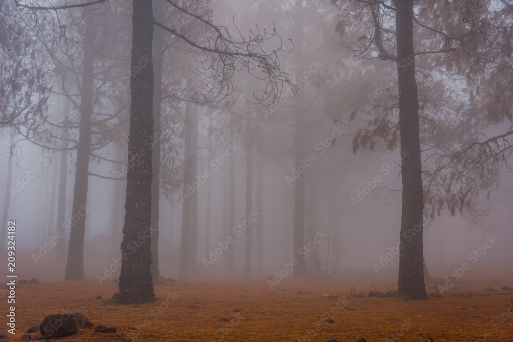 Obraz premium Pine forest in fog