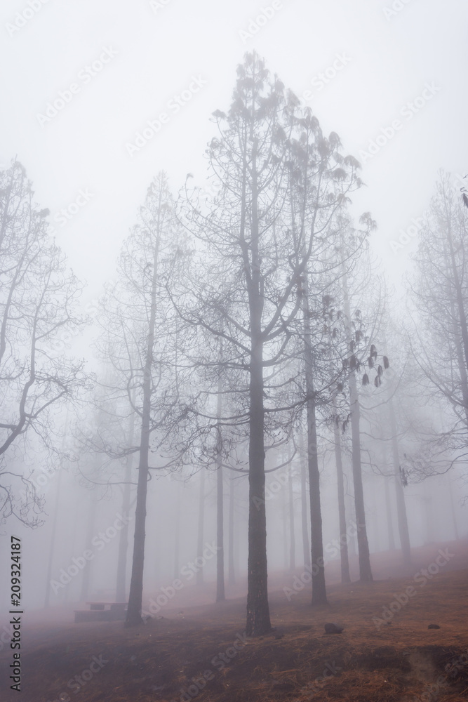 Pine forest in fog