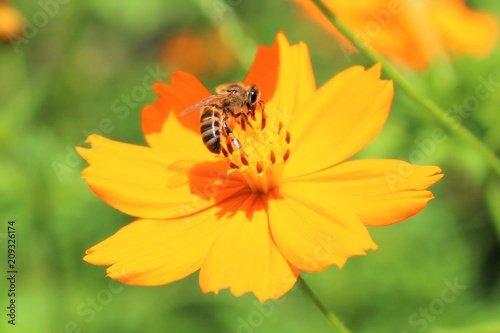 A bee in a beautiful yelow flower