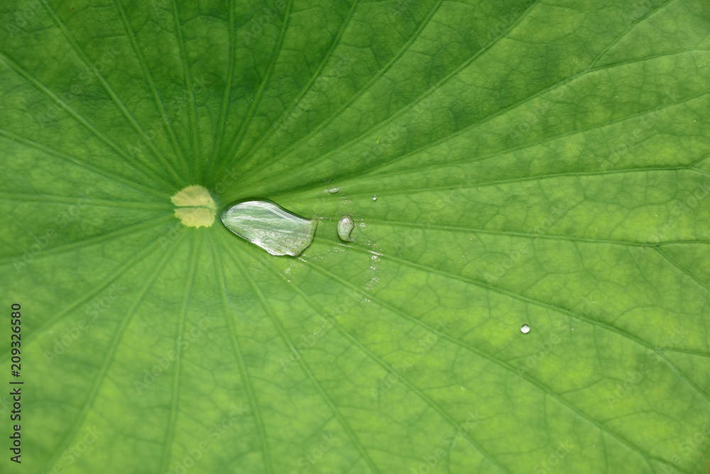 Goutte d'eau sur feuille de lotus Goutte d'eau sur feuille de lotus