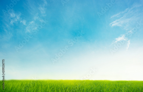 clear blue sky with green grass for background design