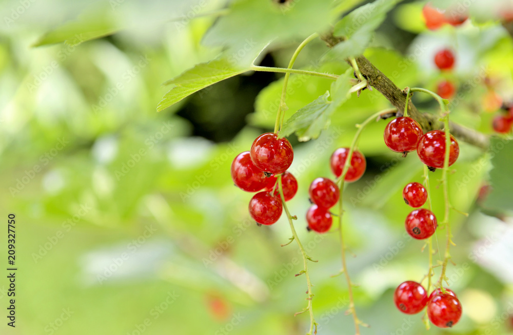 ripe red currants in the branch and leaf ripe red currants in the branch and leaf
