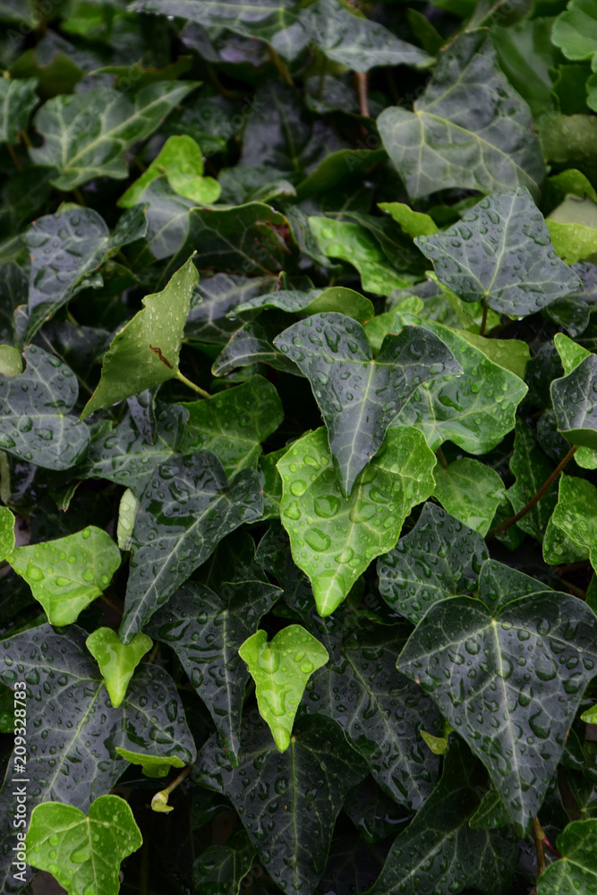 ivy leaves covered with water drops, green ivy background with water droplets ivy leaves covered with water drops, green ivy background with water droplets