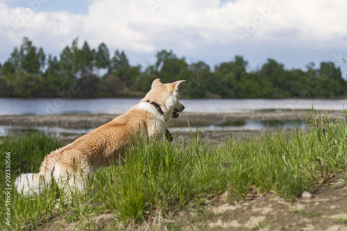 Young wet red-haired dog breed Japanese Akita Inu on a clear sunny day by the river on a scenic natural background. © ledi_hag