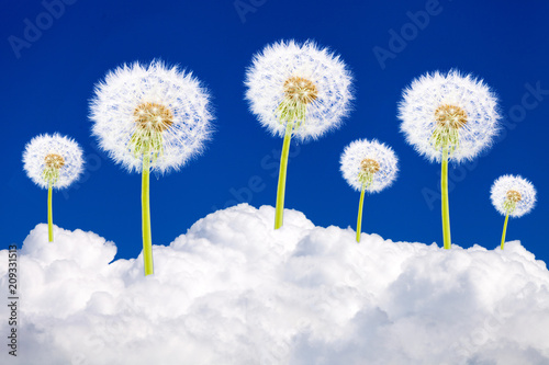 Fototapeta Naklejka Na Ścianę i Meble -  beautiful dandelion grow on the cloud