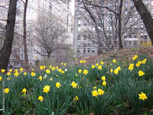 New York Central Park
