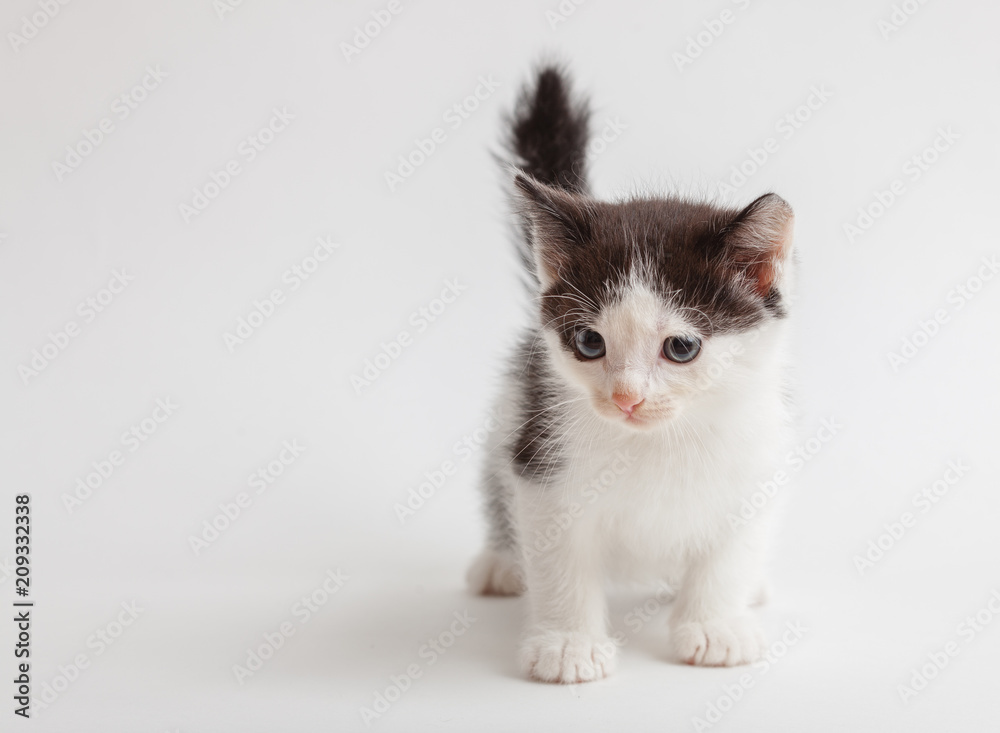 little fluffy white-black kitten