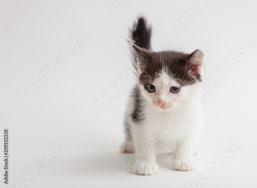 little fluffy white-black kitten