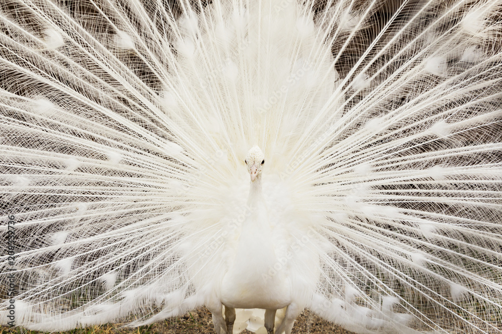 Close-up of beautiful white peacock with feathers out.