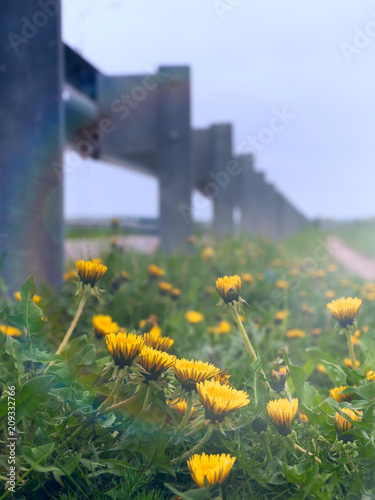 Wild flowers by the road.The dandelion meets dawn.