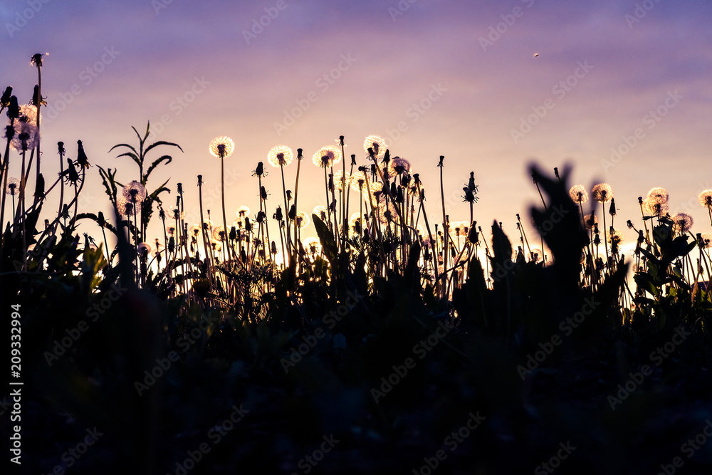fluffy dandelions at sunset on a summer evening rural landscape