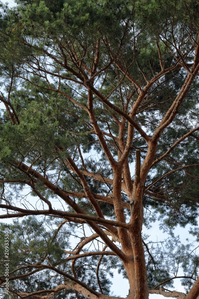 Fototapeta premium Branch structure in the sunlight