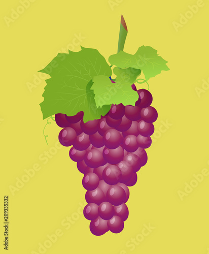 Grape branch with red grapes. Realistic vector illustartion