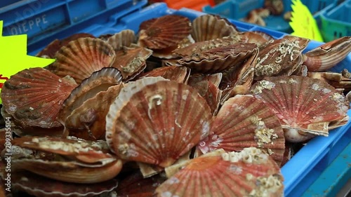 Fresh scallops at the fish market in Normandy, France. Traditional regional seafood Coquilles Saint-Jacques. Seafood, typical food in coastal cities, fishing industry concept