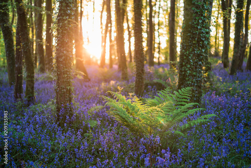 Bluebells in forest, Cornwall, UK
