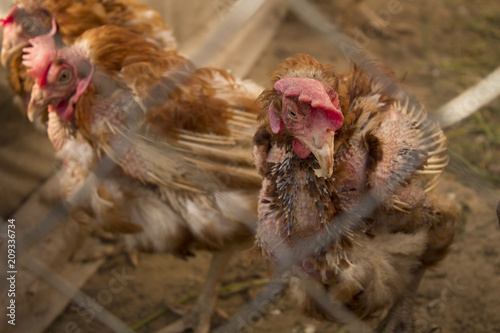 unhealthy, plucked chicken close-up