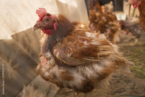 Fotografía unhealthy, plucked chicken close-up