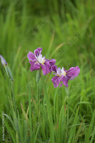 花菖蒲