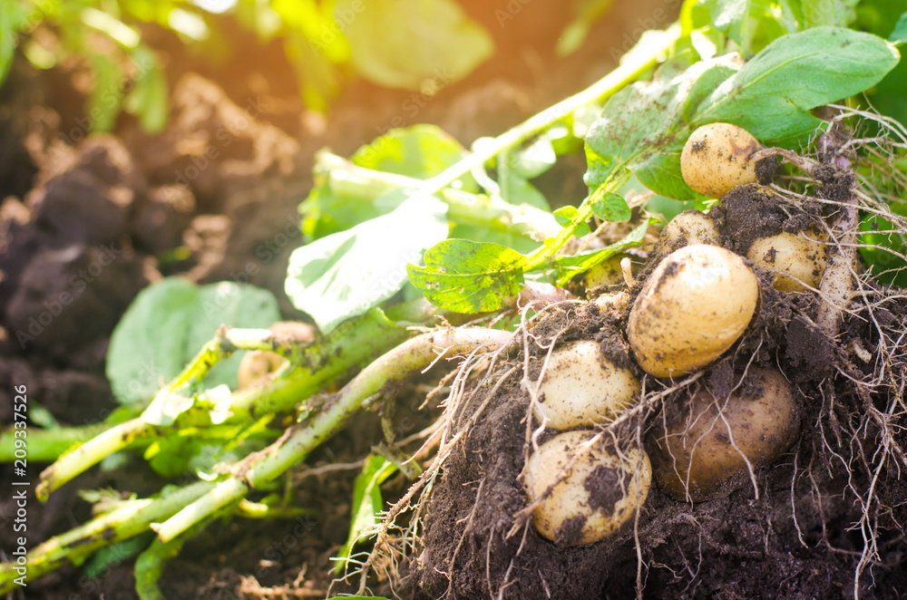 a bush of young yellow potatoes, harvesting, fresh vegetables, agro-culture, farming, close-up, good harvest, detox, vegetarian food a bush of young yellow potatoes, harvesting, fresh vegetables, agro-culture, farming, close-up, good harvest, detox, vegetarian food