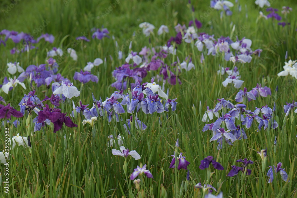 Naklejka premium 花菖蒲