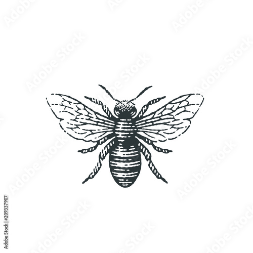 Honey bee. Hand drawn engraving style illustrations.