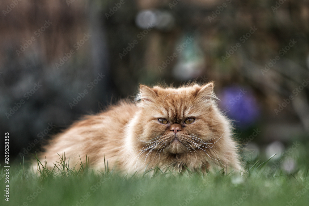 The Persian cat is one of the oldest and most popular breed cats, it will also play in the garden.
The Persian cat is one of the oldest and most popular breed cats, it will also play in the garden.
