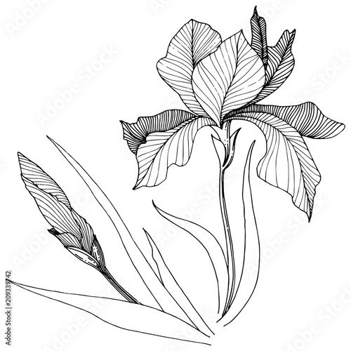 Irises in a vector style isolated. Full name of the plant: Iris. Vector flower for background, texture, wrapper pattern, frame or border.