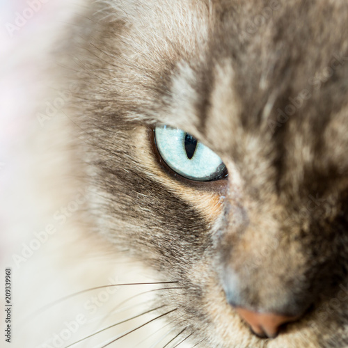 Shallow Depth of field Close up of eye on a Tiffany Cat