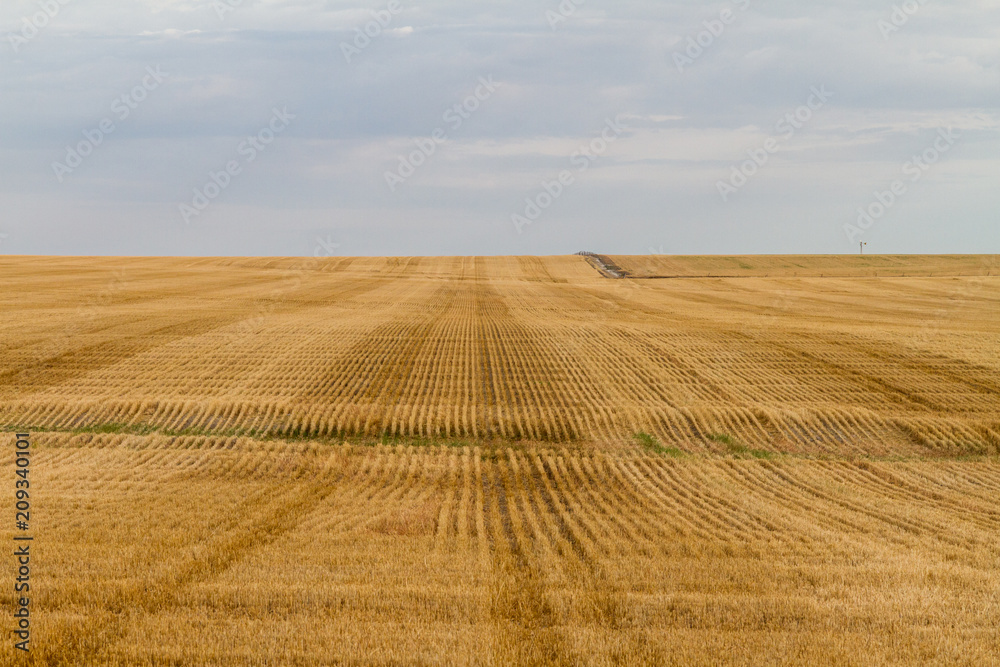 Rows and rows of Wheat in a paddock